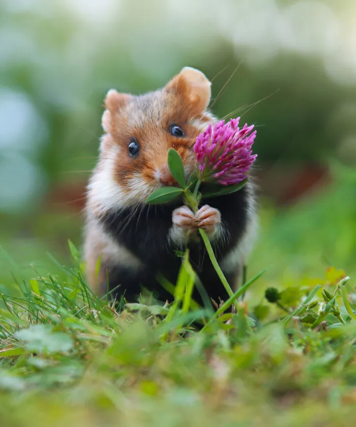 This Wildlife Photographer Spent 10 Years Photographing Wild Hamsters, And Here Are His Best 30 Pictures