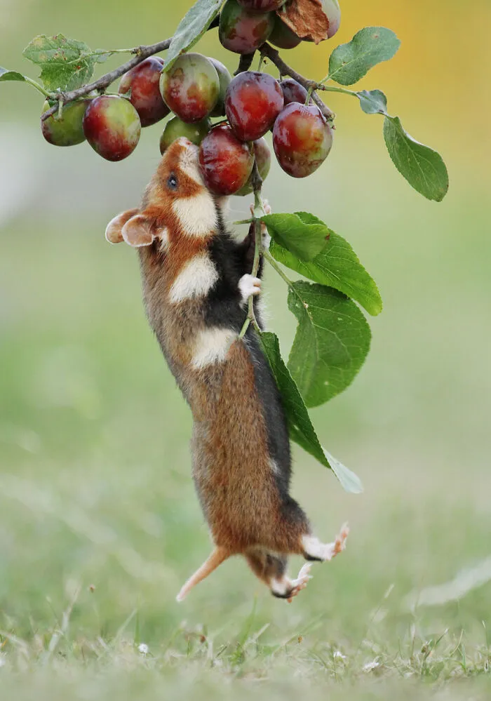 This Wildlife Photographer Spent 10 Years Photographing Wild Hamsters, And Here Are His Best 30 Pictures