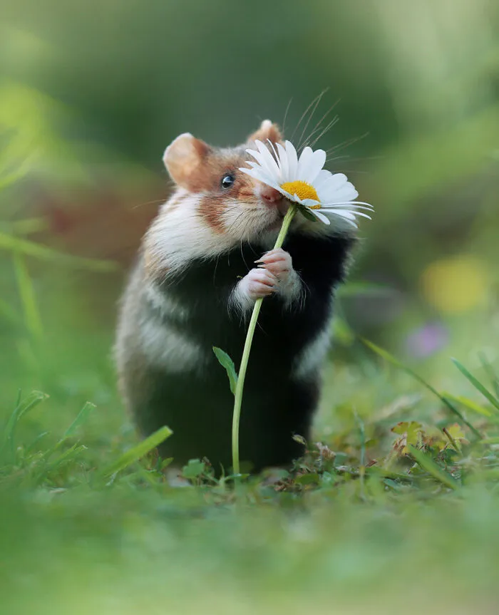 This Wildlife Photographer Spent 10 Years Photographing Wild Hamsters, And Here Are His Best 30 Pictures