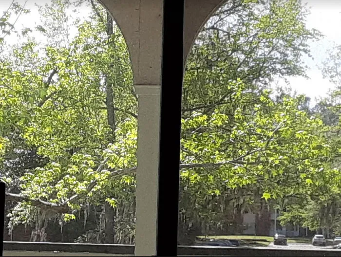 Newly Green Tree