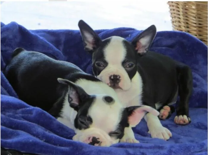 The Girls,  Annabelle And Isabelle, Sleepy Babies.