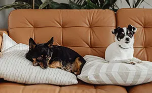Woman Wants Childfree Sister To Babysit Her Kids, Asks Her To Stop Fostering Dogs