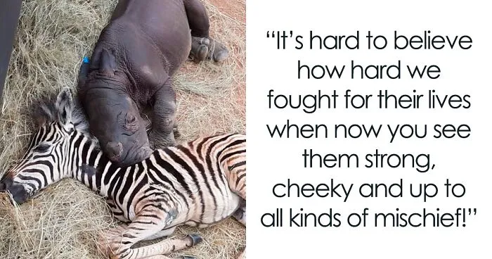 Orphan Rhino Sanctuary Finds An Abandoned Zebra And Takes It Under Their Care, Gifting A Best Friend To One Of The Rhinos There