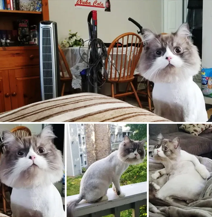 Tuve que hacer que el veterinario afeitara a mi gato para tratar un problema de piel, y parecía tan falso que nadie creyó que estas fotos fueran reales