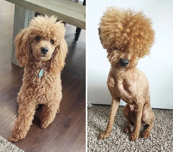 El peluquero hace que mi perro parezca tener una enfermedad