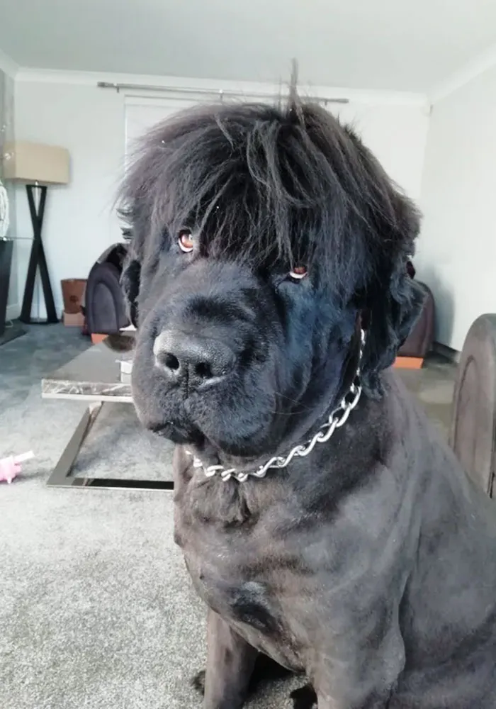 Acabo de afeitar a mi terranova. Mira su nuevo estilo de pelo. Qué tio