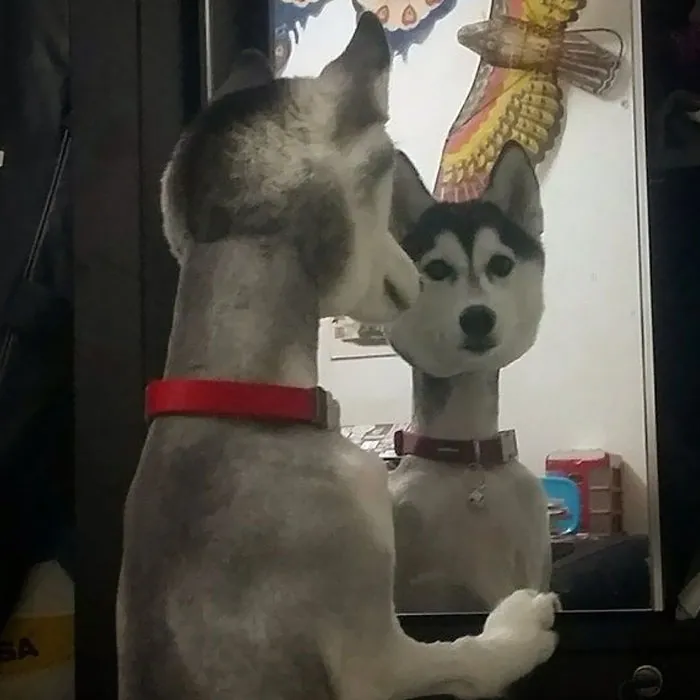 "Pero ¿qué me han hecho?"