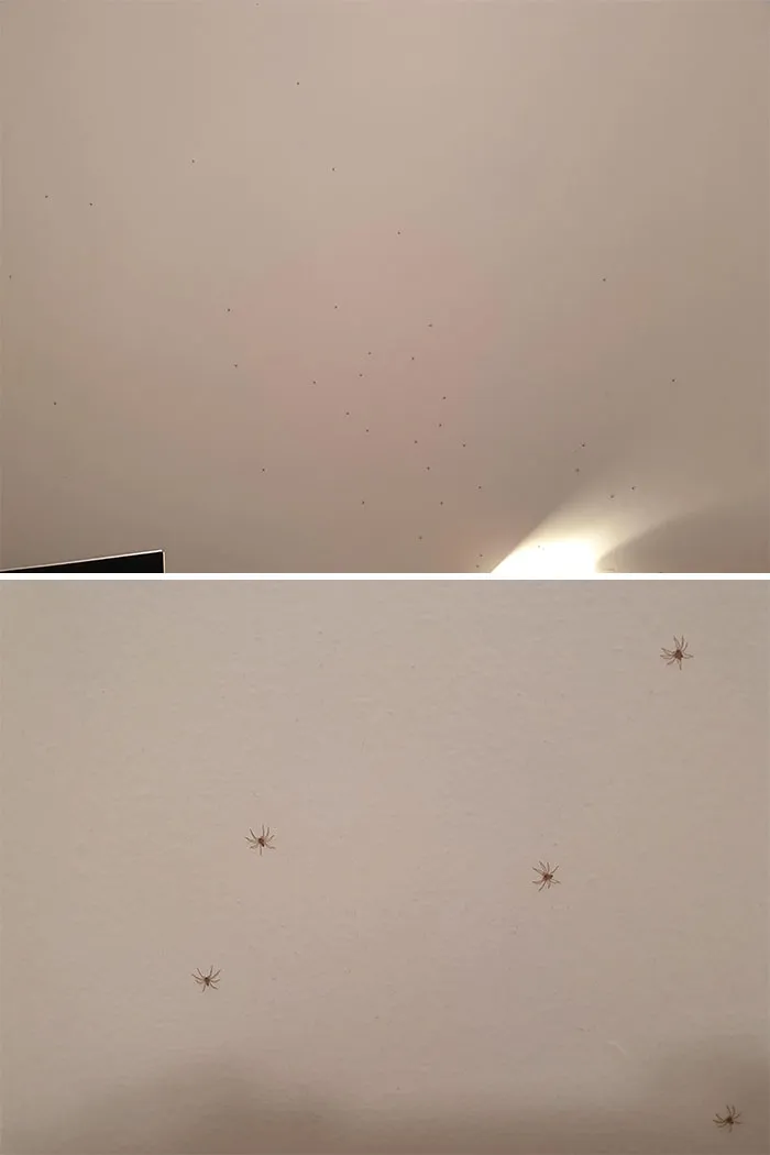 "Time To Go To Bed. What Are Those Dots On My Wall? Oh. Oh No"