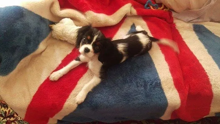 I Iz Smol An Cheeky