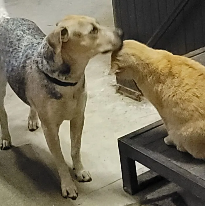 1 Y/O Tequila And A 5 Y/O Feral Cat, Domesticated Himself To Be Her Bff