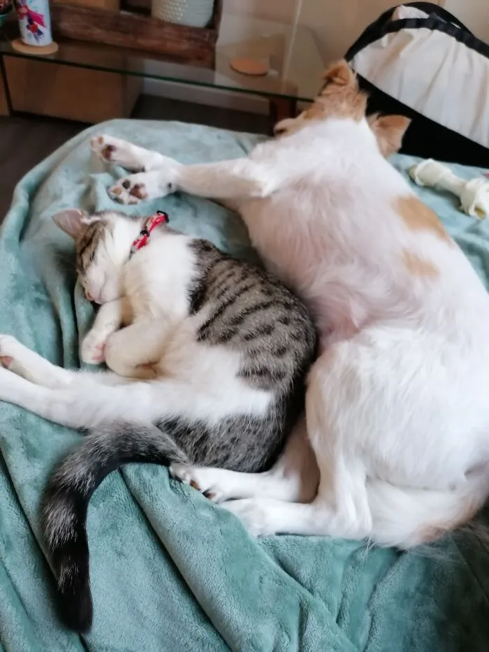 Pippin Cat And Cosmo Dog, Both Rescued