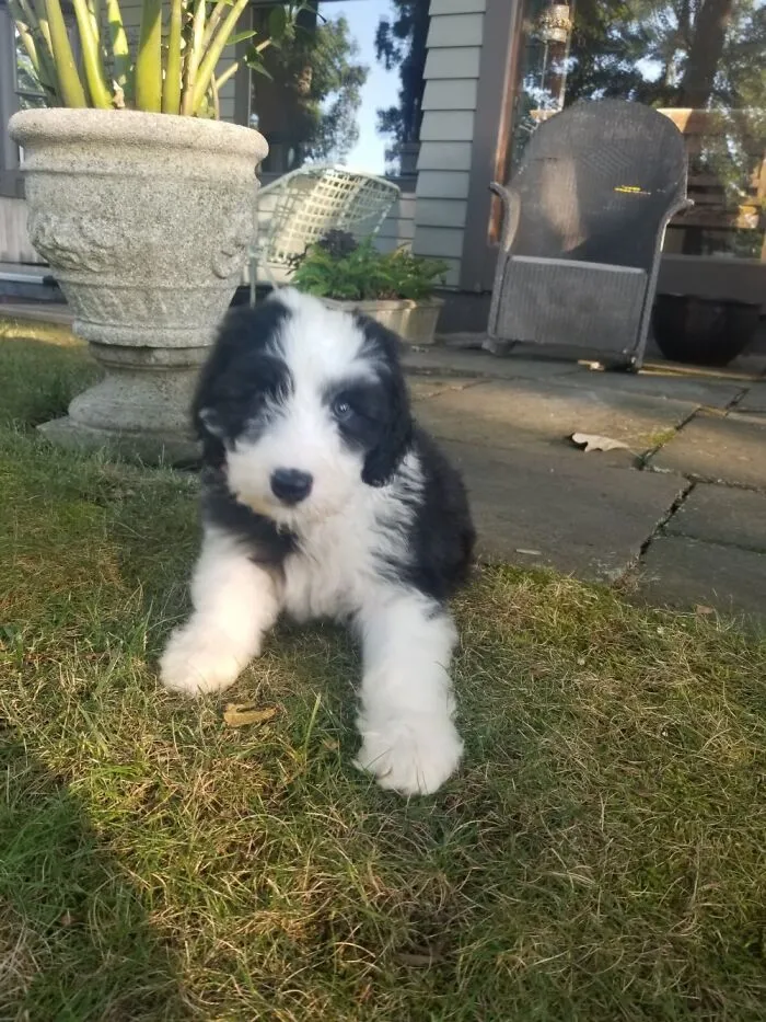 Rosie At 3 Months!
