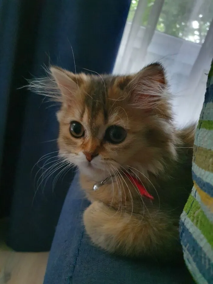 Cookie