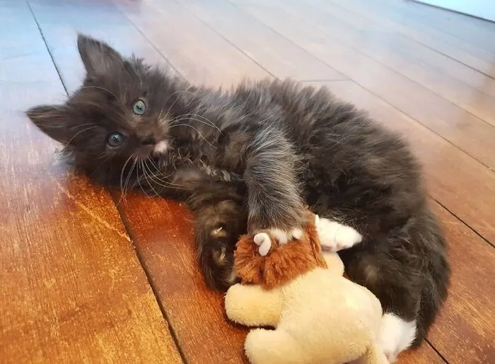 Seth And His Lion
