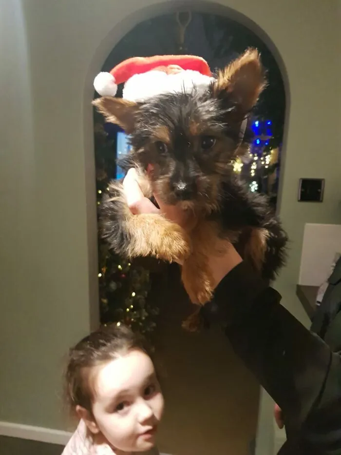 Our Baby Boy At Christmas (Yorkie 4months Old)