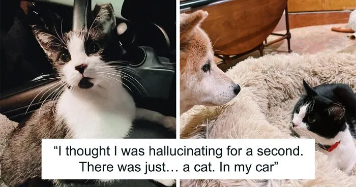 Delivery Driver Leaves Car For A Second, Comes Back To Find A Cat In The Passenger Seat