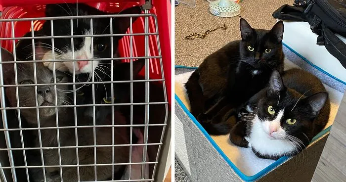 3 Cute Cats Were Thrown Away Like Garbage, Found New Family And Now Are Filling Their Home With Love And Joy