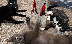 3 Cute Cats Were Thrown Away Like Garbage, Found New Family And Now Are Filling Their Home With Love And Joy
