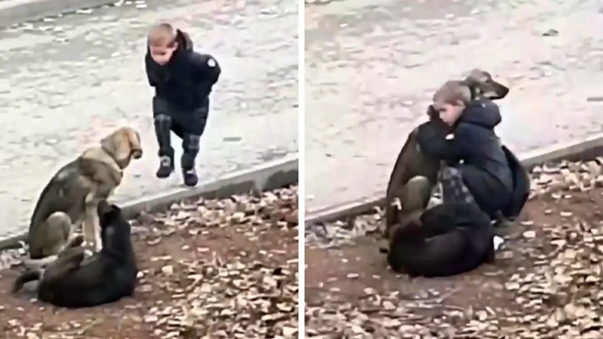 Video Shows Young Boy Stopping To Hug Two Stray Dogs When He Thinks No One Is Watching