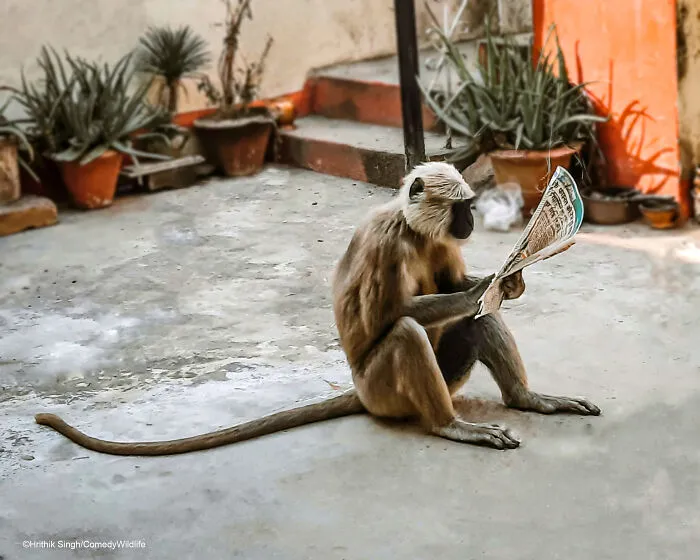 Monkey Reading Newspaper