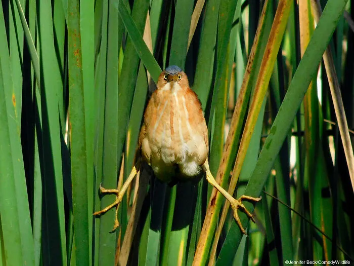 The Original Angry Bird