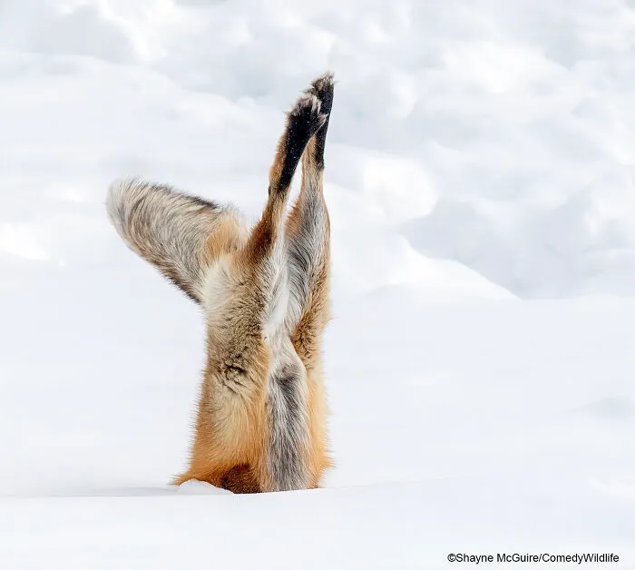 Snow Yoga