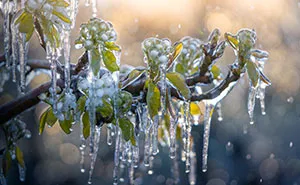 Since It's Spring Already, Here Are Some Close-Up Shots Of Frozen Flowers In The Netherlands (13 Pics)