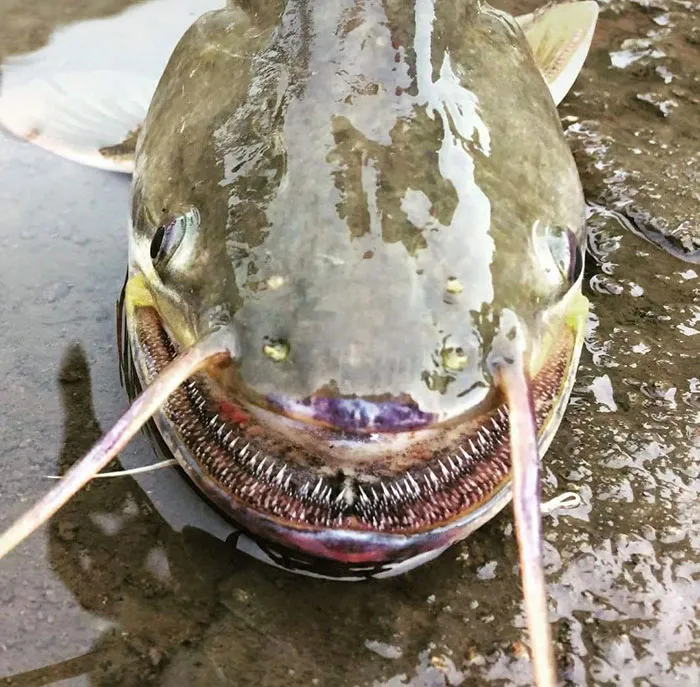 The Wallago Attu Catfish