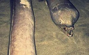 50 Times Mother Nature Proved To Be Scary As Hell (WARNING: This List Might Be Too Scary For You)