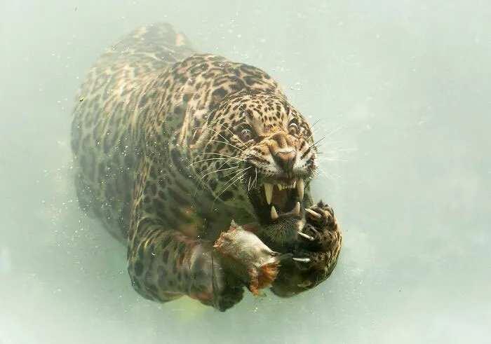 I Share A New Jaguar Photo With You, Earlier Than I Wanted. Hopefully, You Will Like This Striking Image