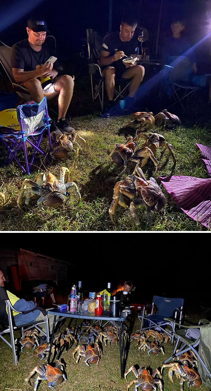 Coconut Crabs Are Attracted To The Smell Of Food