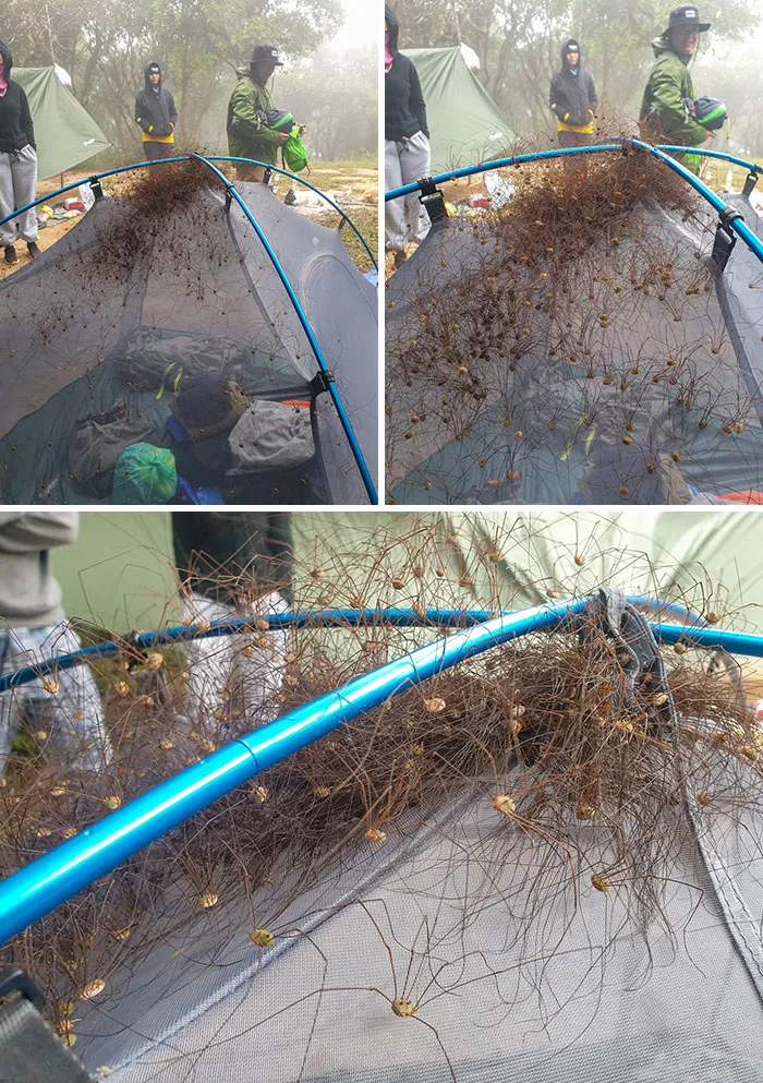 Infested Spider Tent