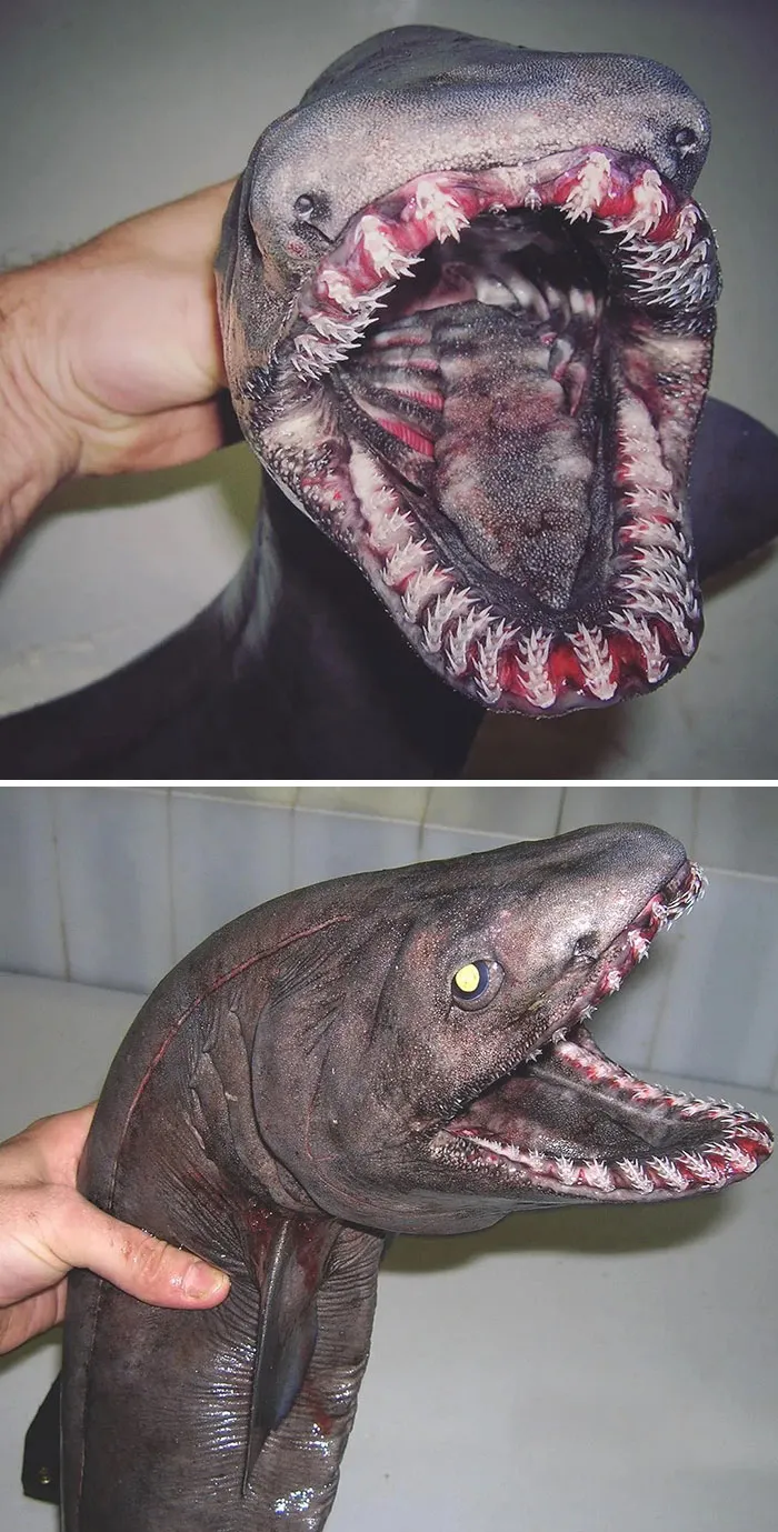 Deep Sea Eel