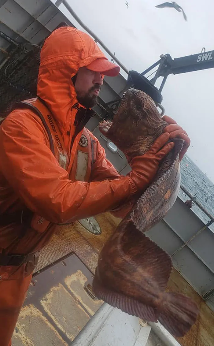 Esto es una anguila lobo, puro material de terror oceánico