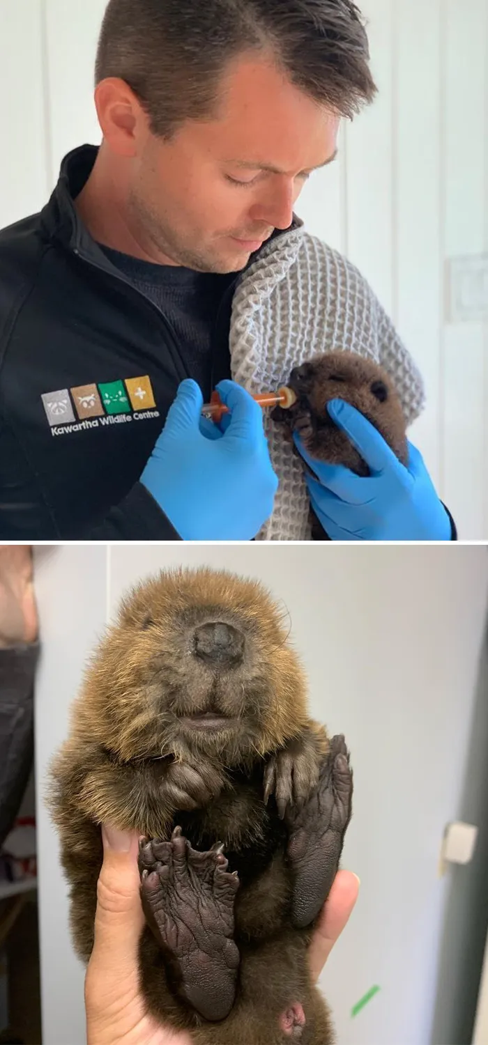 It’s Not Very Common We See Baby Beavers! Mostly Because They’re Kept Safe In The Lodge, It’s Hard To Find Them When They Could Be In Trouble