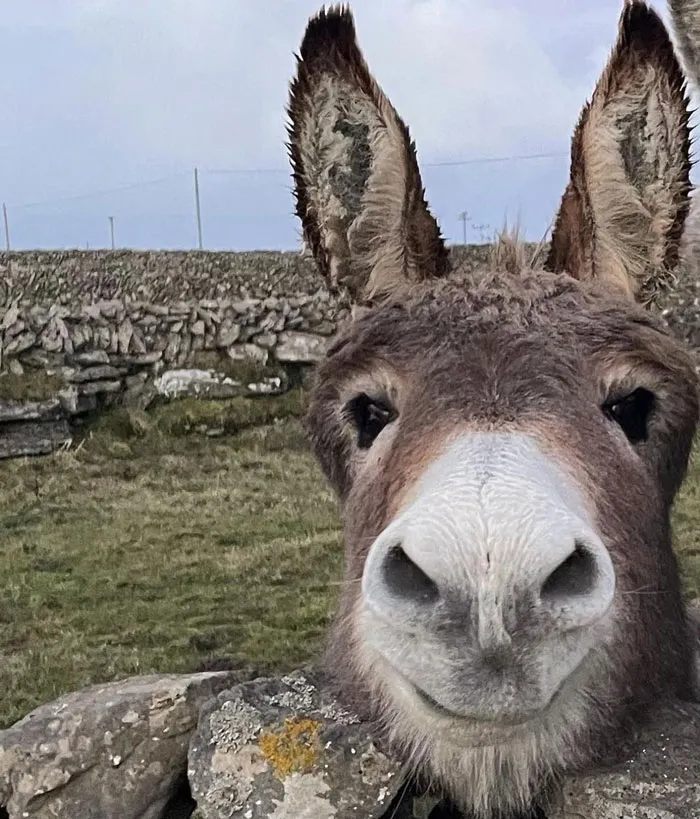 Hay There
