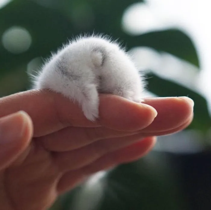 Tiny Hamster Butt