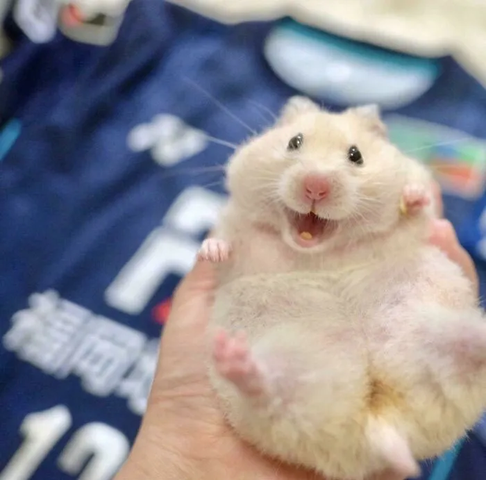 Say Cheese