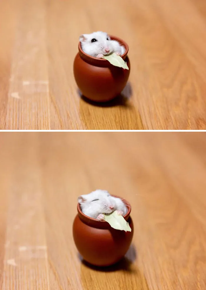 Just A Little Hamster Enjoying Some Snacks In Their Tiny Clay Cup
