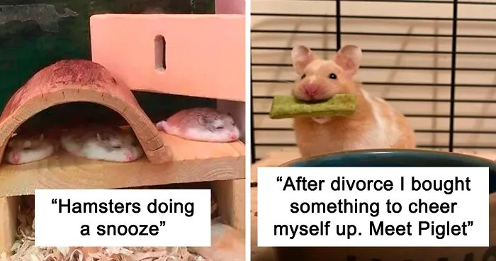 40 Of The Cutest Hamster Pics The Internet Has To Offer