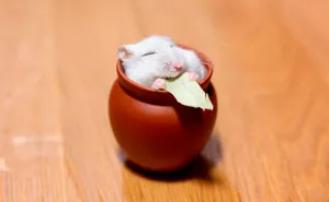 40 Of The Cutest Hamster Pics The Internet Has To Offer