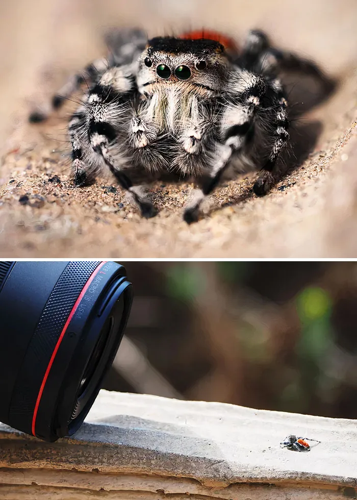 Foto macro de una araña tomada por mi madre