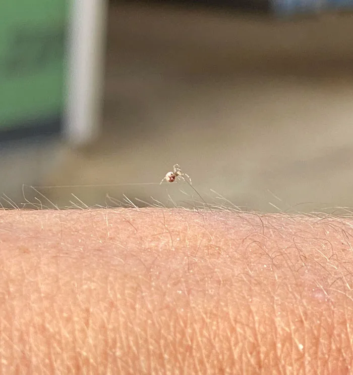 Spider Making A Web Between My Hairs