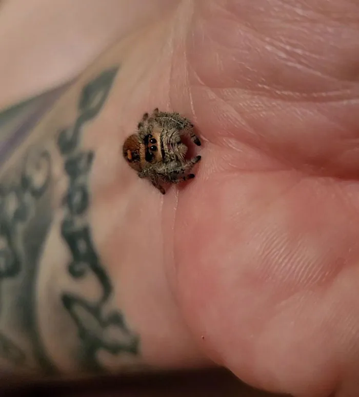 Mi araña Betelgeuse