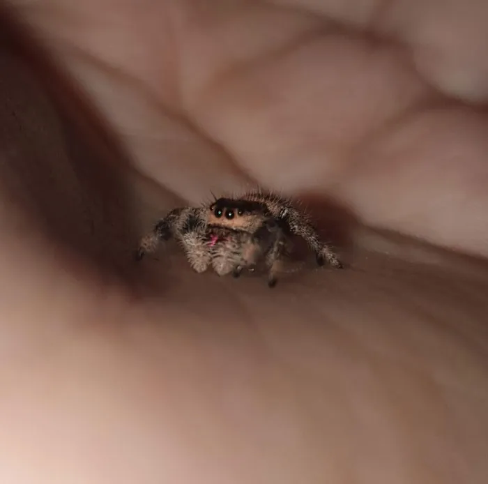 Saludad a Pistachio