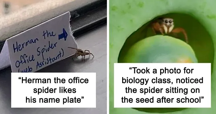 35 Cute Spider Photos That Prove They're Actually Adorable