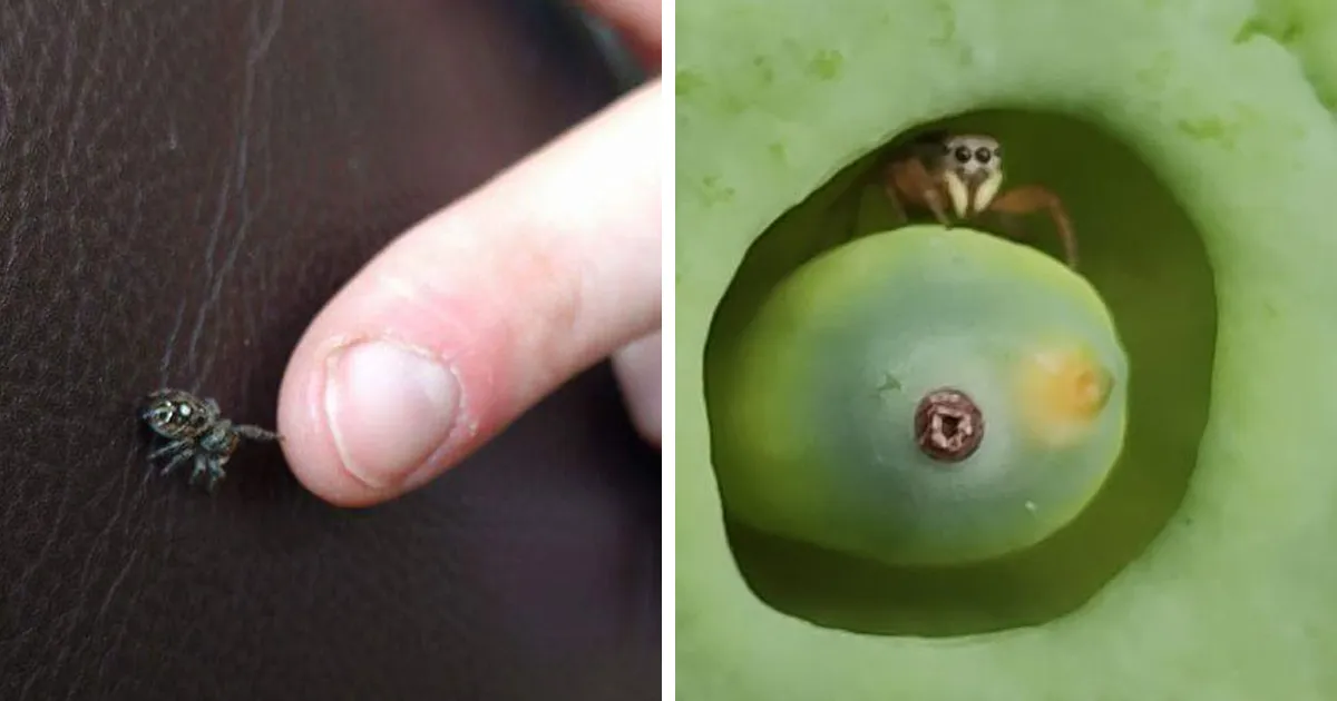 35 De las arañas más adorables y encantadoras que puede ofrecer internet