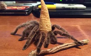 35 Cute Spider Photos That Prove They're Actually Adorable