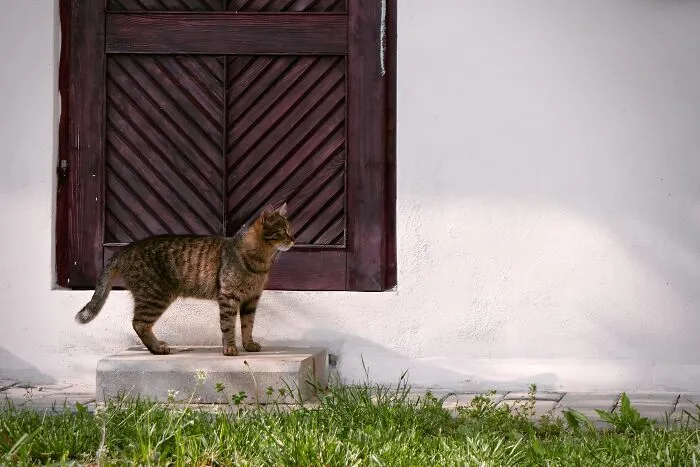 30 Times Pets Surprised Their Owners By Showing Just How Intelligent They Can Be