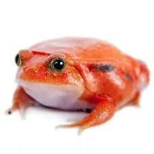 forg